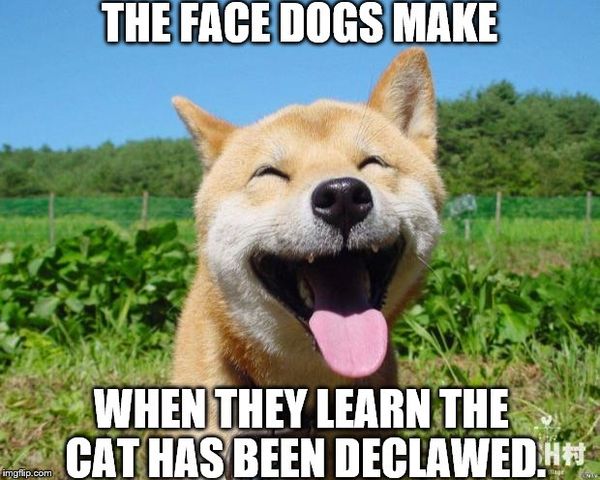 Funny happy dog meme pictures