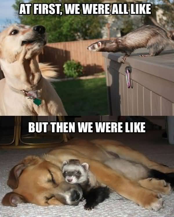 Funny hilarious dog memes image