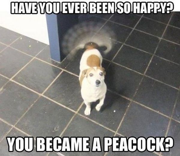 Funny hilarious dog memes joke