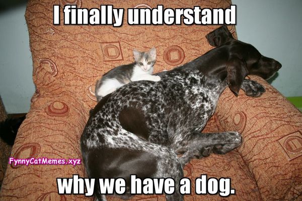 Funny pet memes 2017 pictures