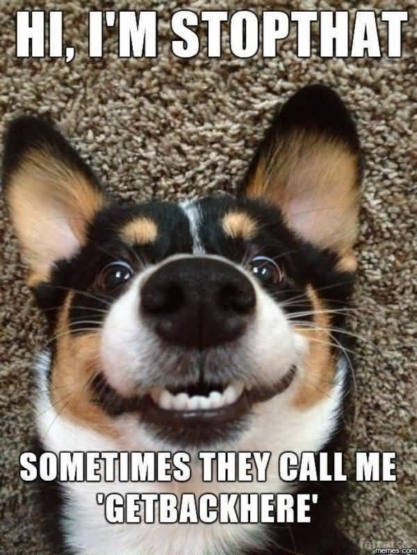 Hilarious funny dog memes picture