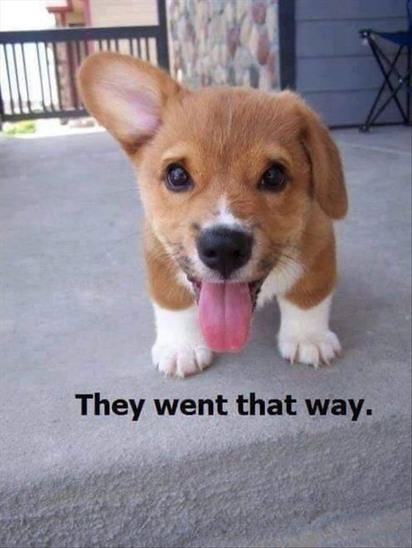 Hilarious funny puppy memes picture
