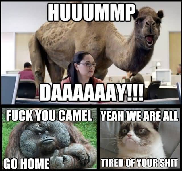 Huuuummp Daaaay!!! Fuck You Camel Go Home Yeah We Are All Tired Of Your Shit