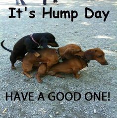It's Hump Day Have A Good One!