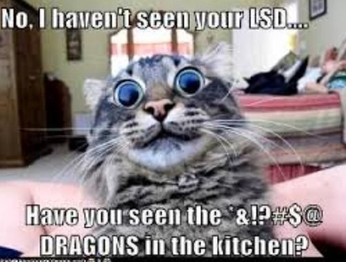 No I Haven't Seen Your LSD Have You Seen The Dragons In The Kitchen