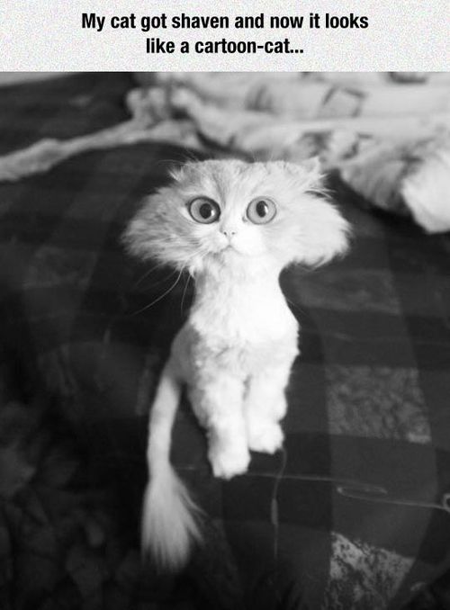 Shaved Cat Meme Photo