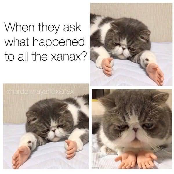 Silly Cat Memes Joke