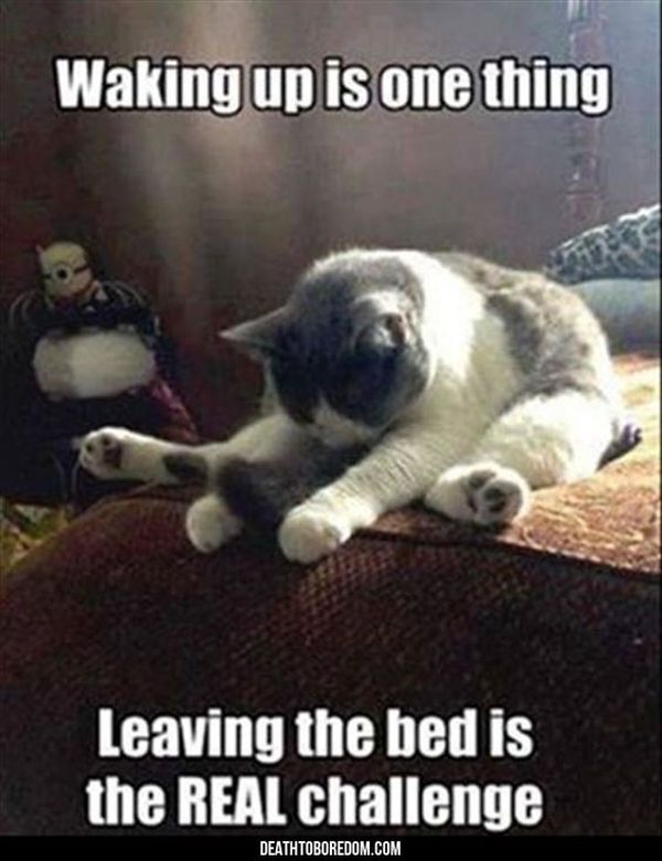 Sleeping Cat Meme Picture