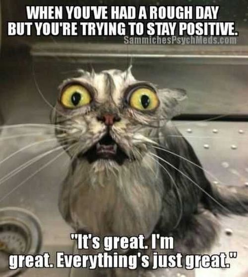 Wet Cat Meme Joke Memes