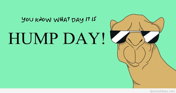 Hump Day Memes You Know What Day It Is Hump Day!