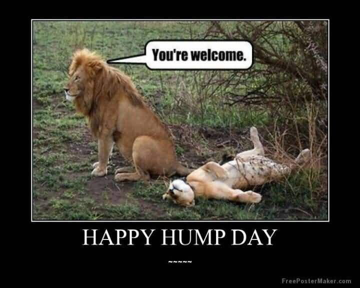 You're Welcome Happy Hump Day