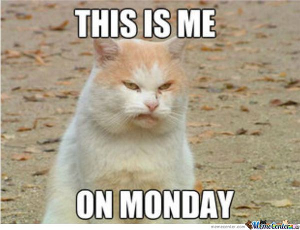 cat Monday meme Images