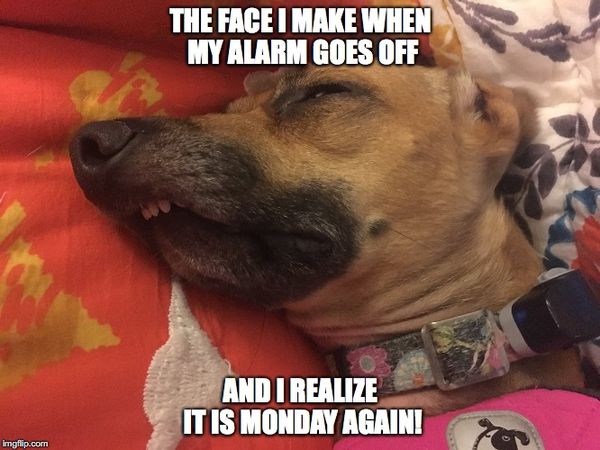 dog Monday meme Photos