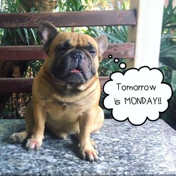 tomorrow is Monday dog meme Photos