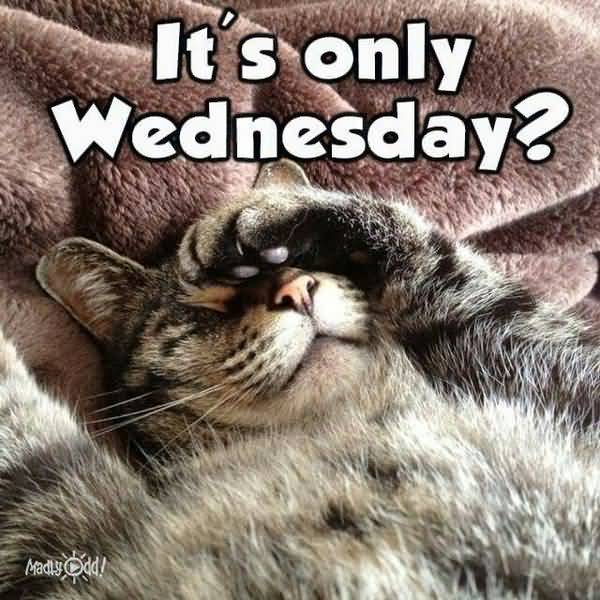 wednesday cat meme funny