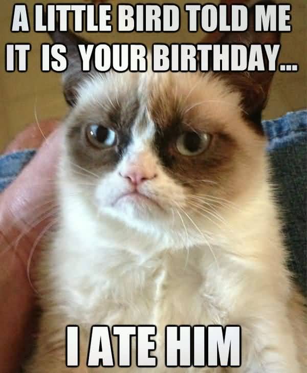 Amusing happy birthday animal meme picture