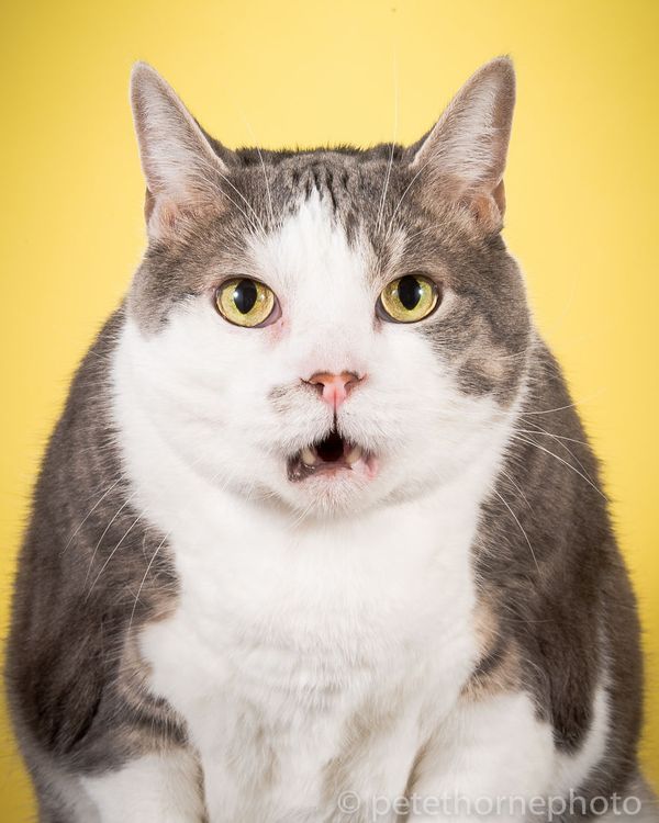 Amusing pics of fat cats image