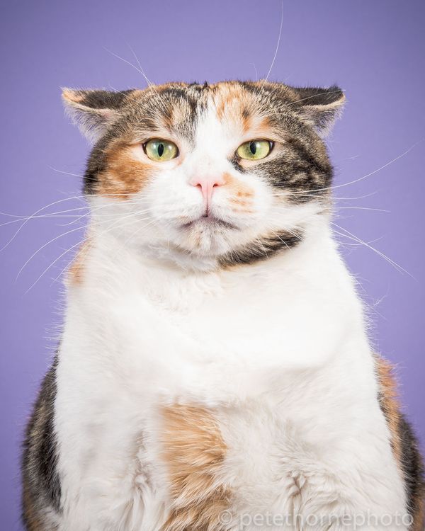 Amusing pics of fat cats jokes