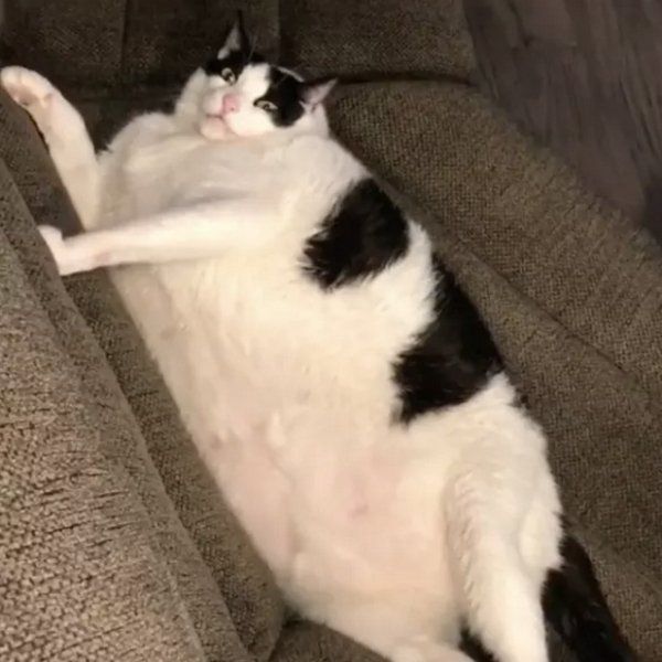 Amusing pics of fat cats photo