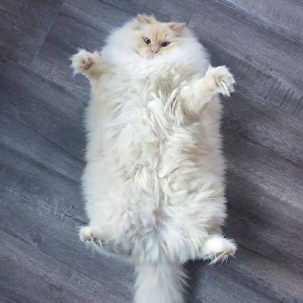 Amusing pics of fat cats picture