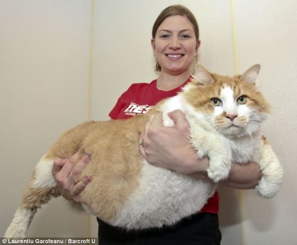 Amusing pictures of big fat cats image