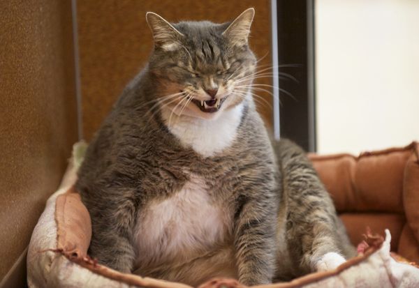 Amusing pictures of big fat cats joke