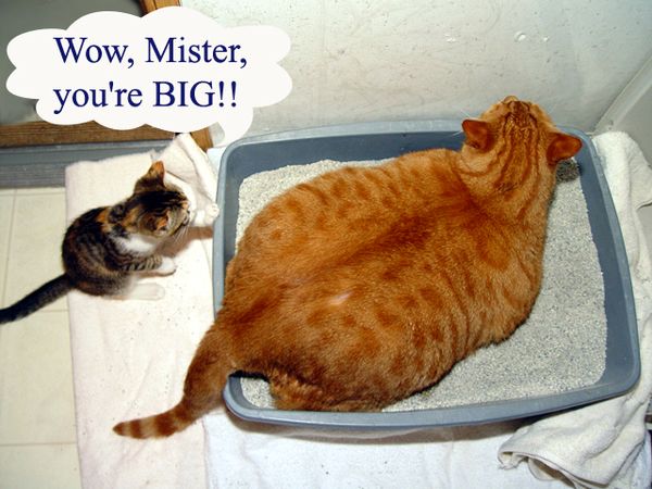 Amusing pictures of really fat cats photo