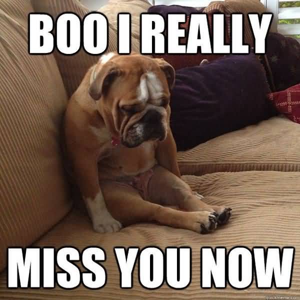 Amusing sad dog miss you meme joke