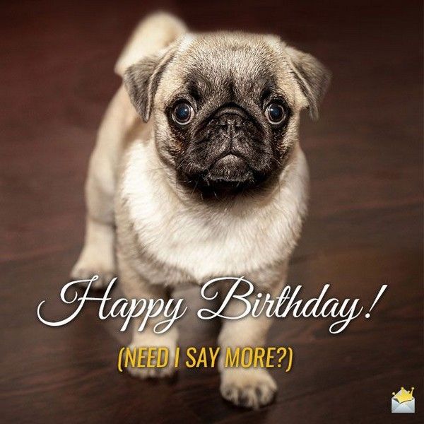 Funniest happy birthday pug meme jokes