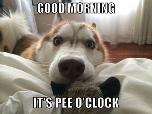 Funny It Is Pee Oclock Morning Meme Photo