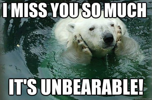 Funny bear miss you meme photo