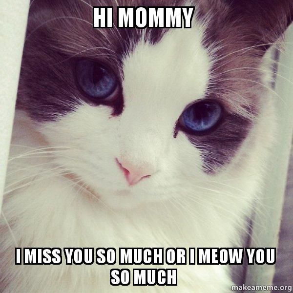Funny blue eyes cat miss you meme picture