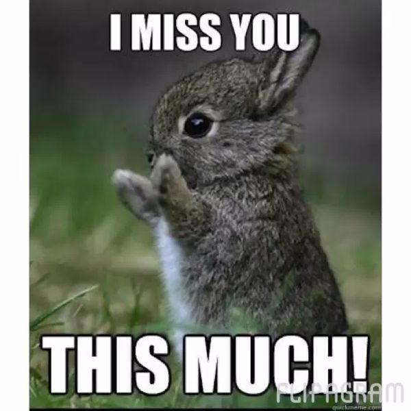 Funny bunny miss you meme jokes