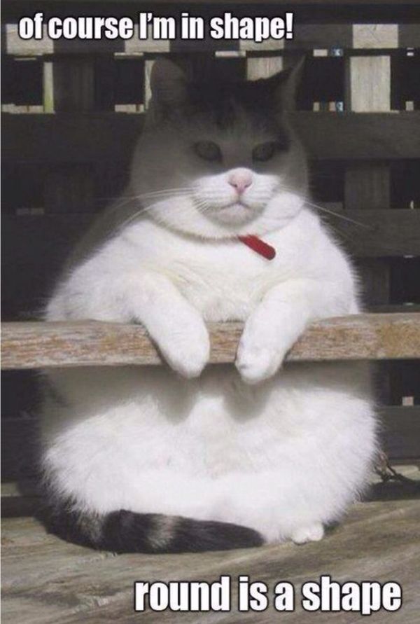 Funny cute fat cat meme joke