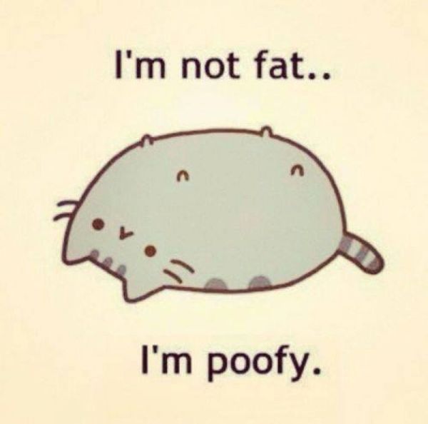 Funny fat cat cartoon meme image