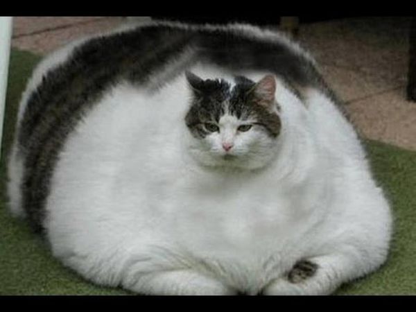 Funny fat cat images jokes