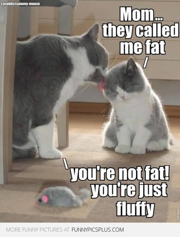 Funny fat kitten meme jokes QuotesBae