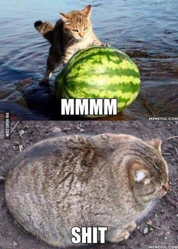 Funny fat kitten meme photo 50 Top Cat Meme Pictures Images and Photos