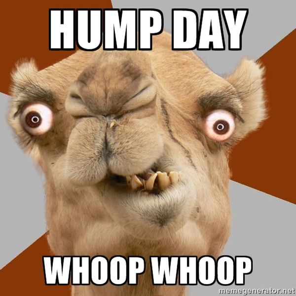 Top Happy Hump Day Meme Images And Pictures QuotesBae