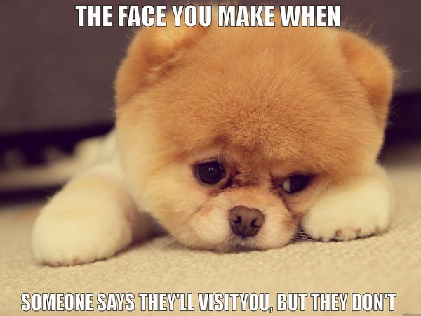 Hilarious puppy miss you meme image