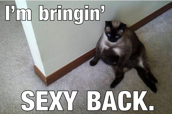 Humrous funny fat cat memes image