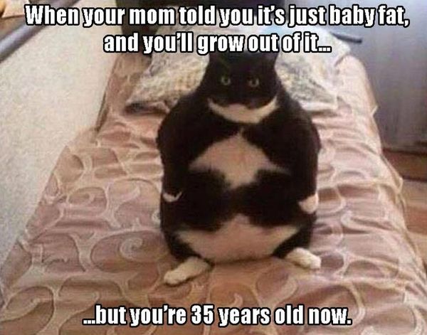 Humrous funny fat cat memes joke