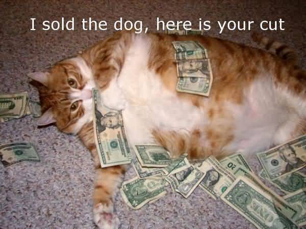 Humrous funny fat cat pictures captions memes