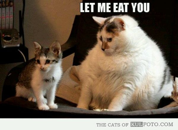 Humrous funny fat kitty pictures image