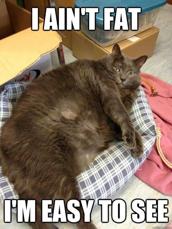 Humrous funny fat kitty pictures jokes