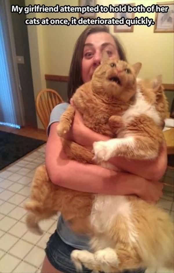 Humrous funny fat kitty pictures photo