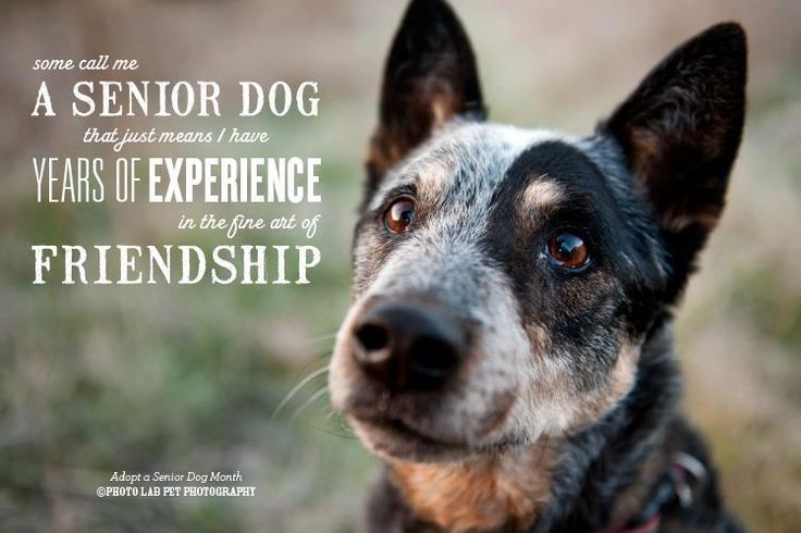 20 Quotes About Dogs And Friendship With Cute Images