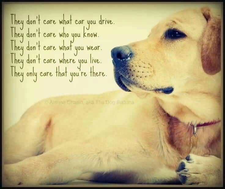 Quotes About Dogs And Friendship 04 | QuotesBae