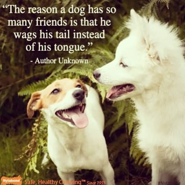 Quotes About Dogs And Friendship 11 | QuotesBae