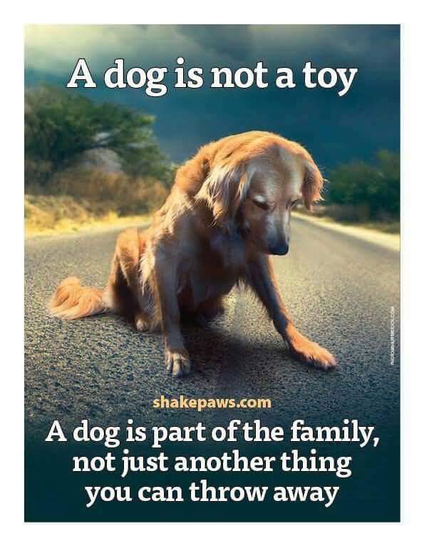 Quotes About Dogs And Friendship 19